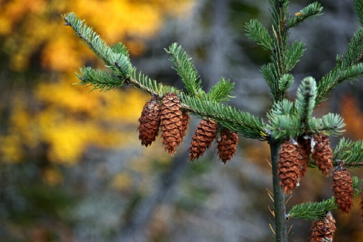 Pine cones in the North Cascade Mountains