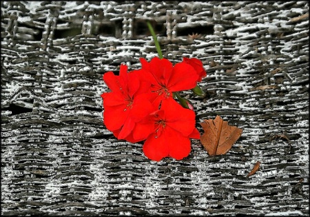 Flower on Wicker, Abstract