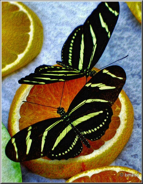 Dining Butterflies