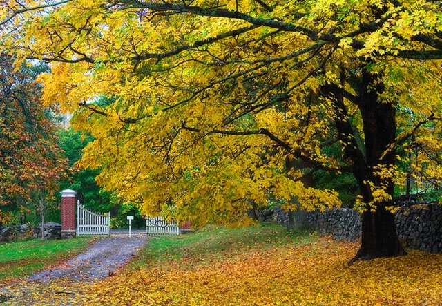 Rainy Autumn Day