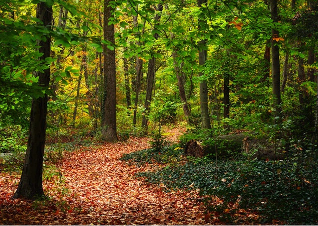 Forest Path