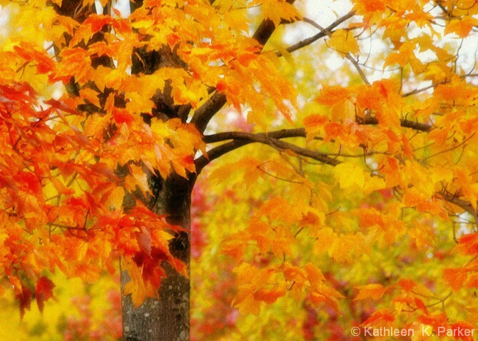 Windy Autumn Leaves - ID: 5131633 © Kathleen K. Parker