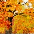 2Windy Autumn Leaves - ID: 5131633 © Kathleen K. Parker
