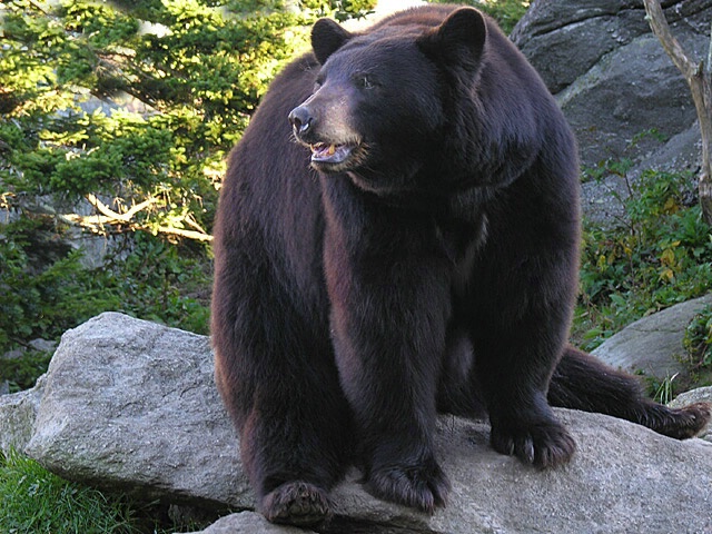 Ursus americanus, the American Black Bear
