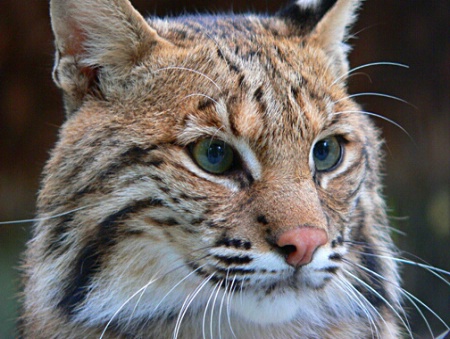 Portrait of a Lynx