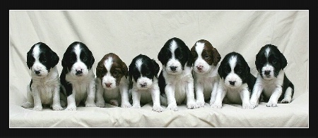 Springer Spaniel Puppies