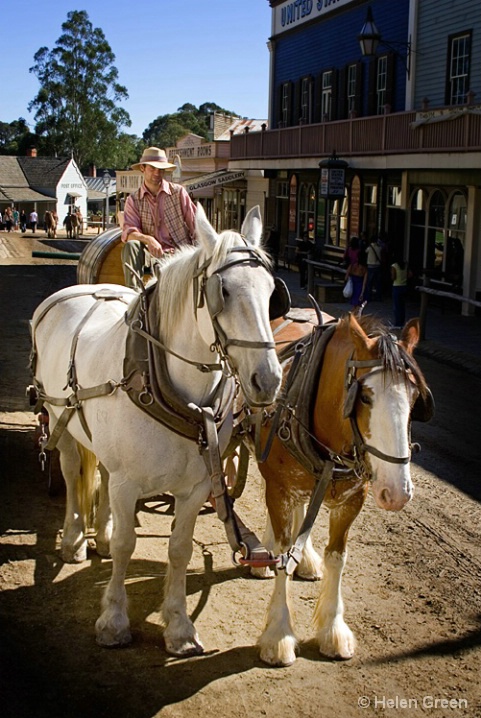 Horses At Sovereign Hill
