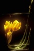 Tulips In  Vase