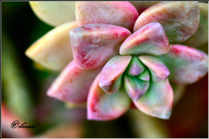 Hens and Chick Succulent