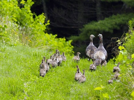 Family Outing