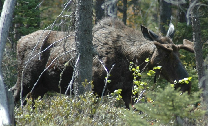 1st moose