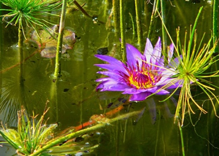 Water Lily in Nature