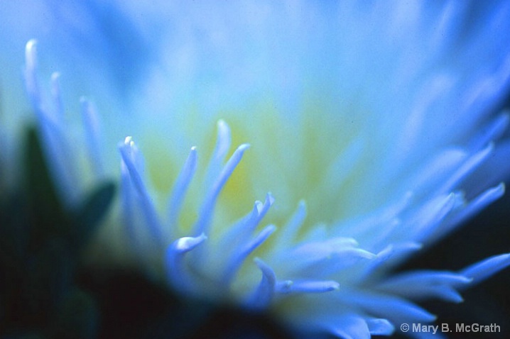 Blue Flower - ID: 5596672 © Mary B. McGrath