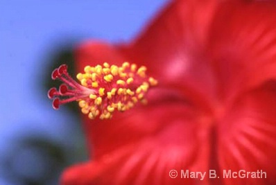 Hibiscus - ID: 5596682 © Mary B. McGrath