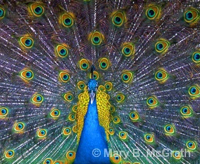 Peacock - ID: 5599690 © Mary B. McGrath