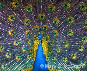 Peacock