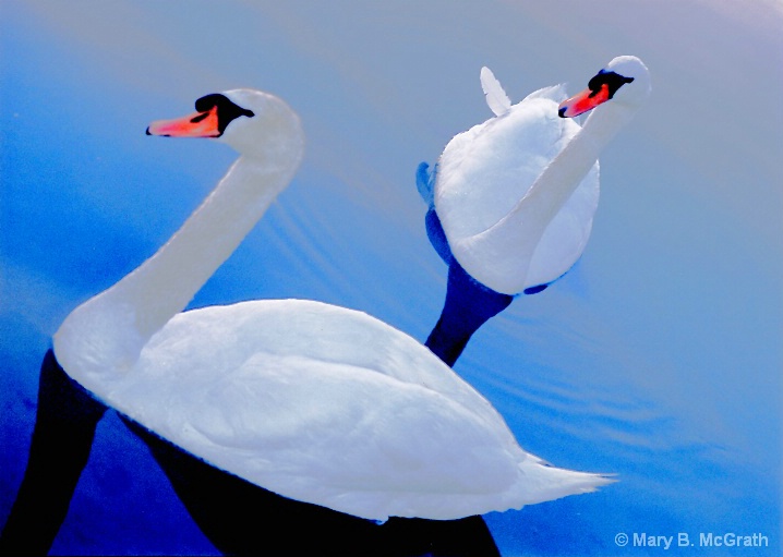 Swans - ID: 5599702 © Mary B. McGrath