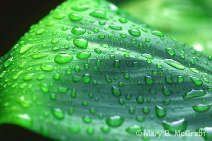 Wet Leaf - ID: 5599713 © Mary B. McGrath