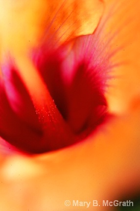 Yellow Hibiscus - ID: 5599715 © Mary B. McGrath