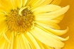 A Touch Of Sunshi...