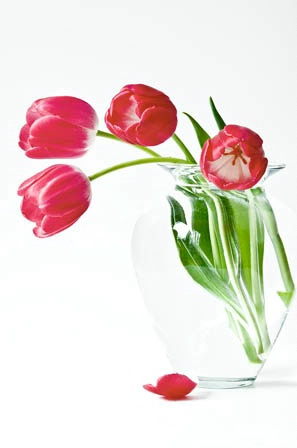 Tulips In Natural Light