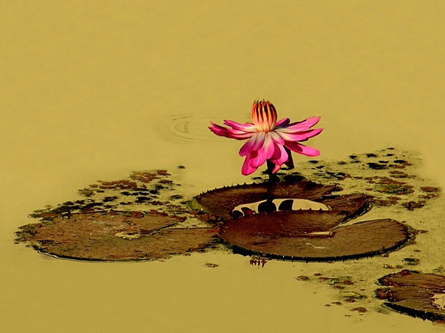 Golden Pond Lily