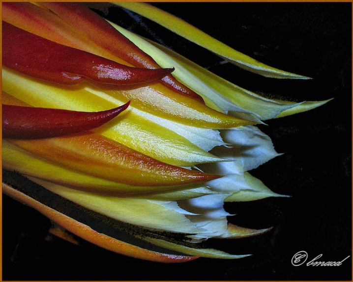 Cactus Bloom