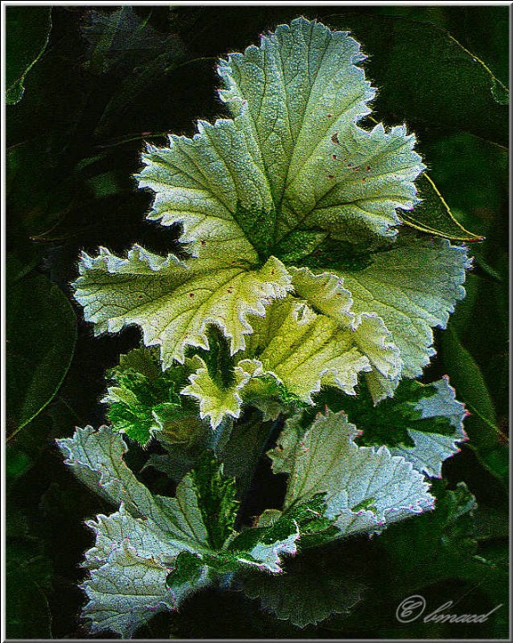 Variegated Geranium