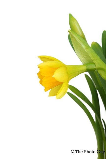 Daffodil Profile