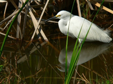 Snowy Egret and Reflection