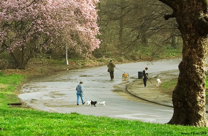 Walking the Dog