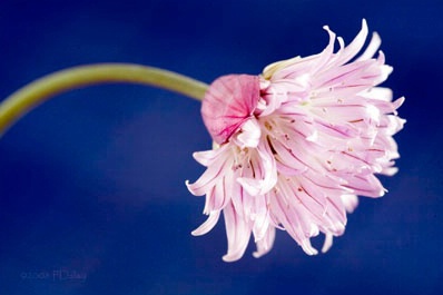 Chive Blossom