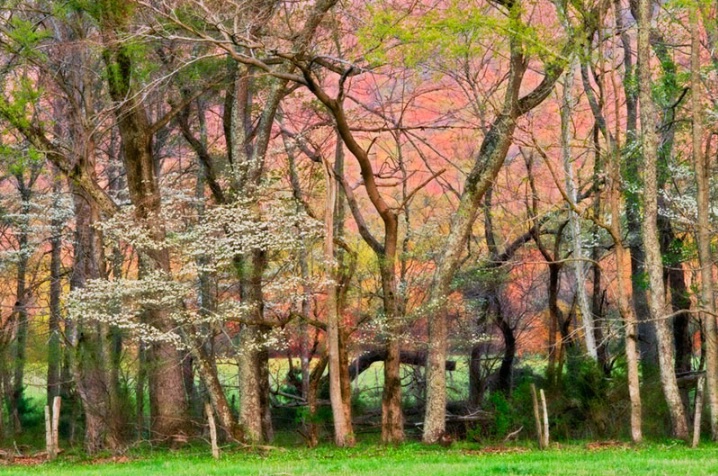 Sunset Through The Trees