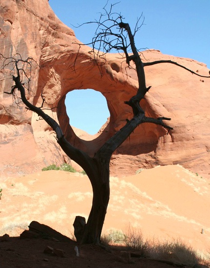 Monument Valley Tree
