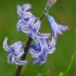 © Gerda Grice PhotoID # 6149660: Hyacinth