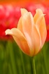 Just Peachy