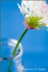 Chive Blossom-