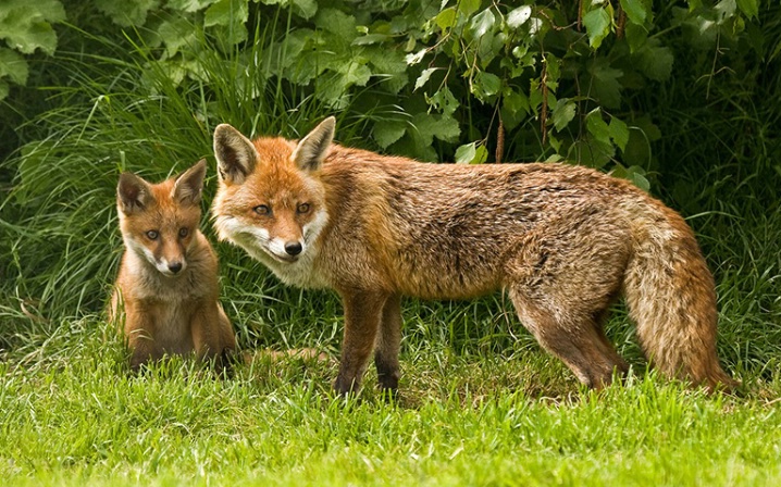 Vixen & Cub