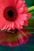 Pink & Cool