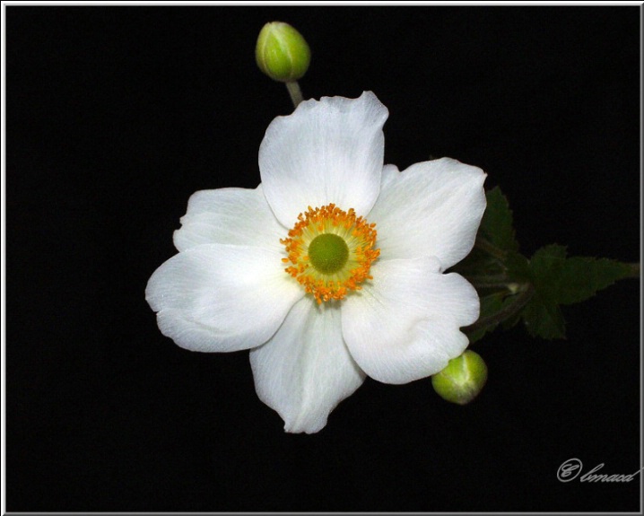 Anemone