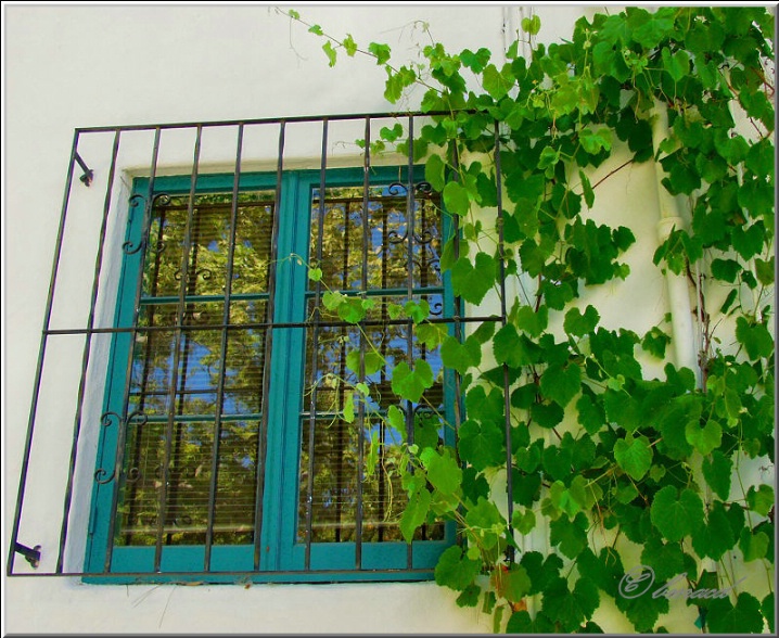 Window and Vine