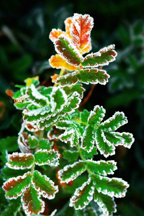 Frost Fern