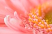 Summer Pink
