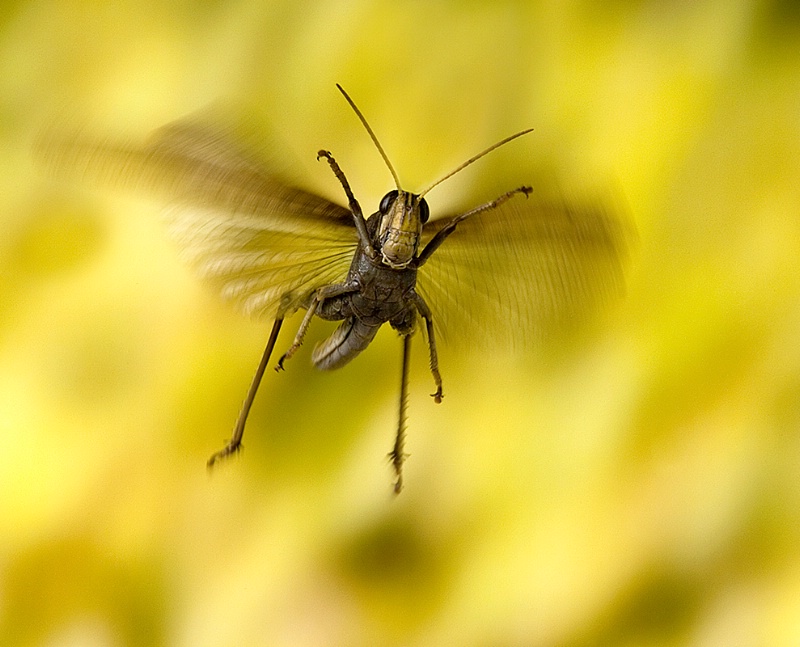 Bird Grasshopper