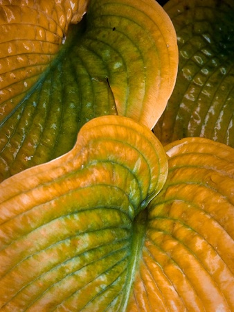 Hosta leaves - texture - filled frame