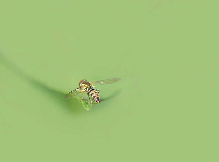 Hoverfly Art