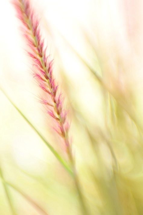 fountain grass