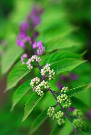 Beauty Berries All in a Row