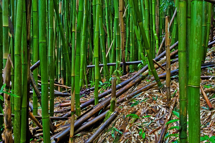 Bamboo Forest