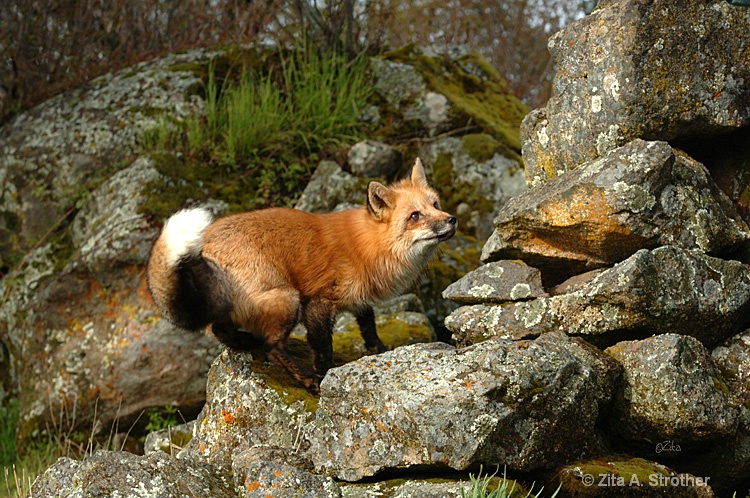 Out Foxed - ID: 6874255 © Zita A. Strother